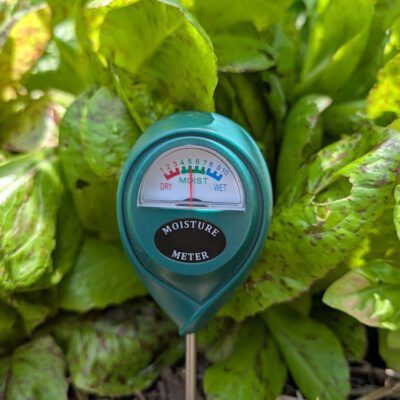 How to Keep Garden Plants Thriving During Summer Heat