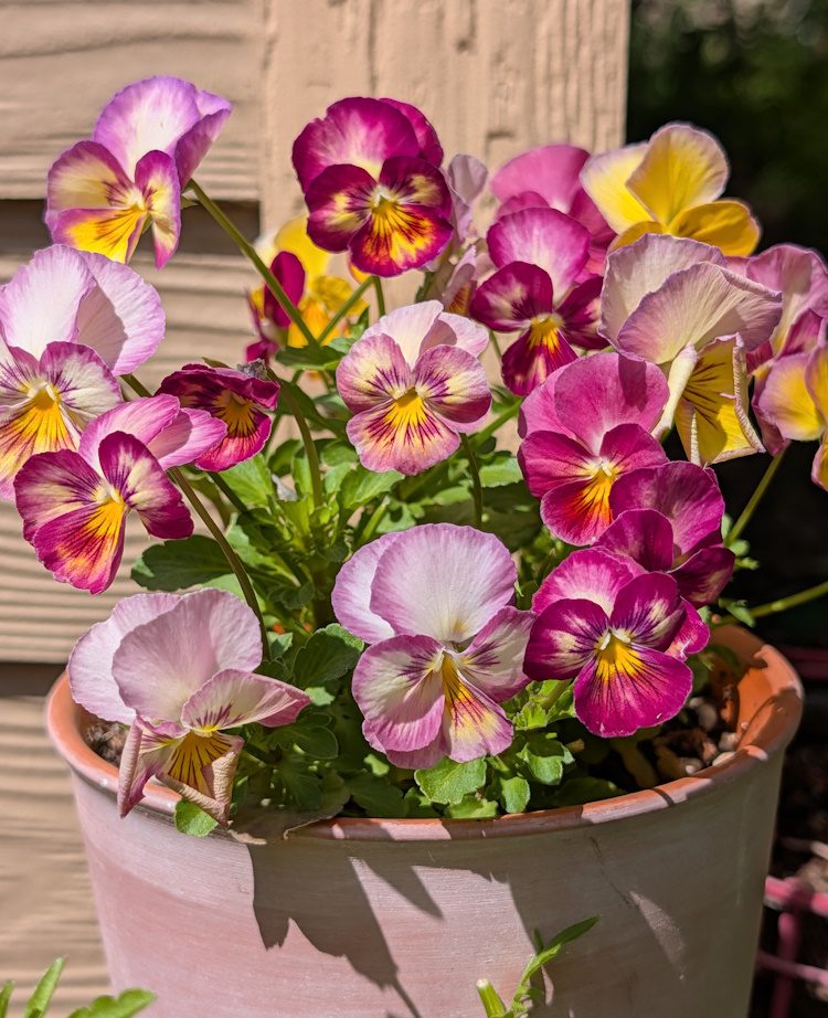pretty pink pansies in a pink pot