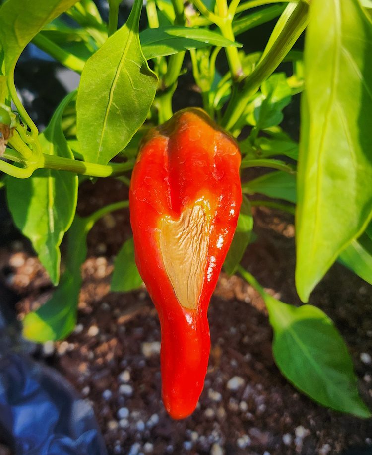 sun scald damage on a red pepper