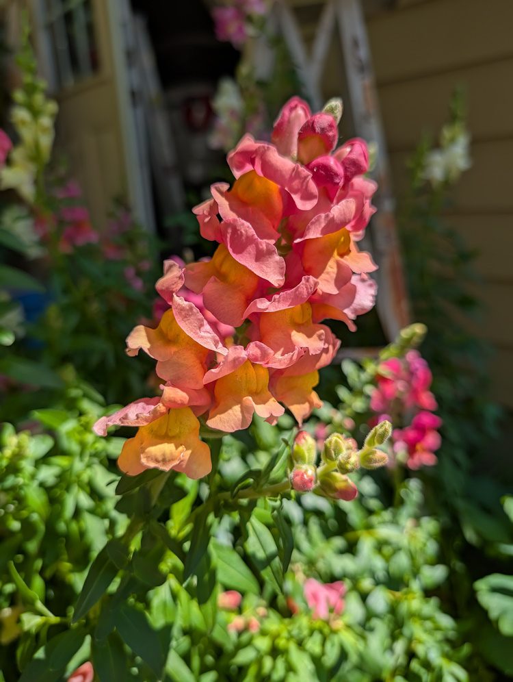 snapdragon flower cluster