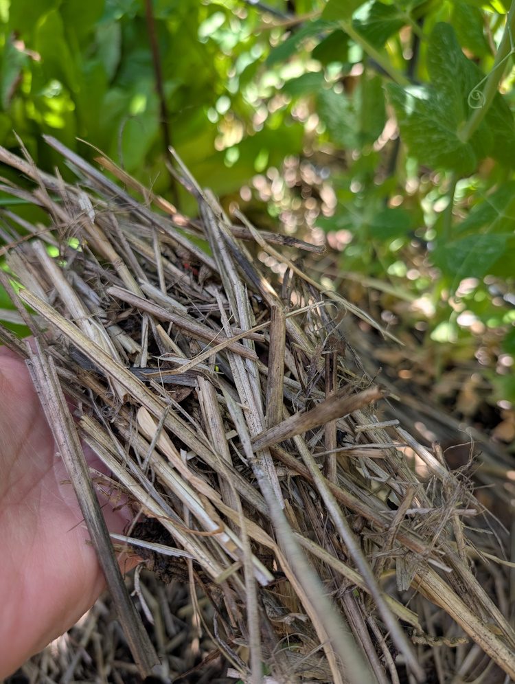straw mulch in a person's hand