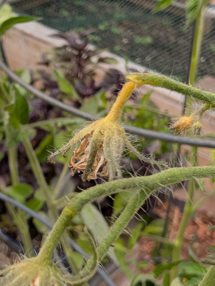 yellow pedicel on tomato plant