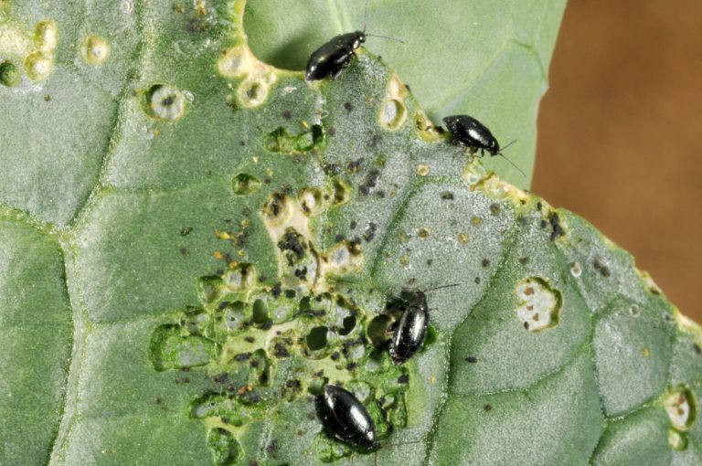 flea beetles on a cabbage leaf