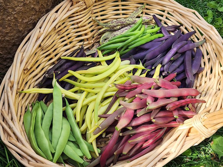 a variety of colorful bush beans in a basket