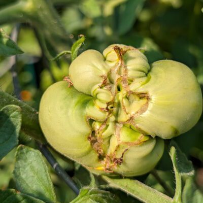 Tomato Problems: How to Identify 7 Common Conditions