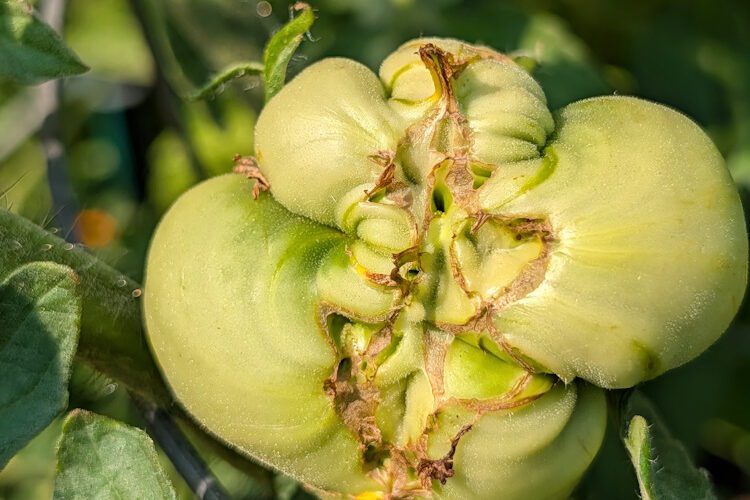 green tomato with catfacing on the bottom
