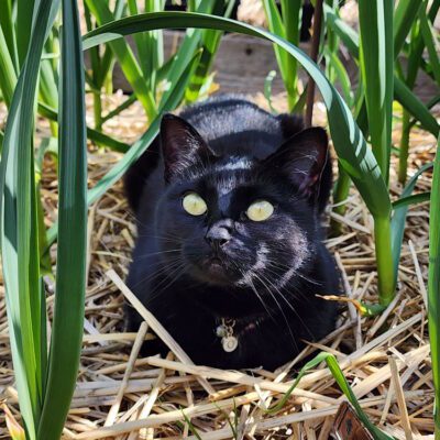 How to Keep Your Garden Healthy Midseason: 7 Questions to Ask Yourself