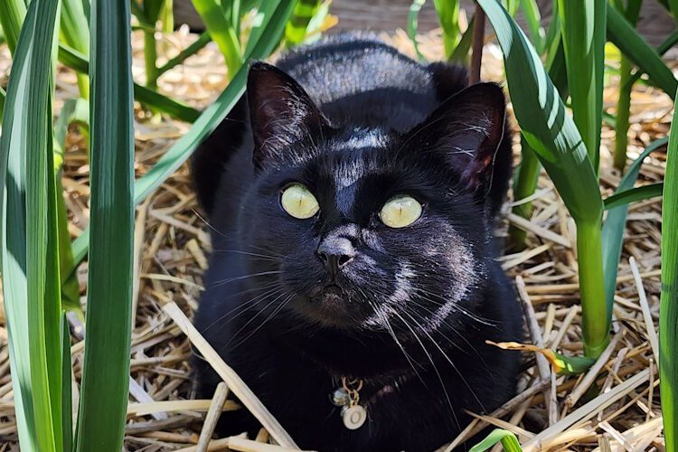 black cat laying among garlic stalks