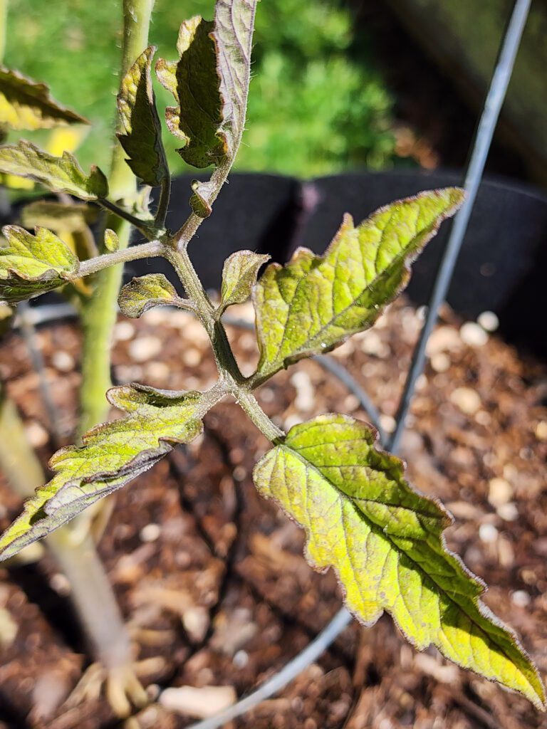 spider mite damage on a tomato plant